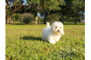 Meet Denise - our Poochon Puppy Photo 5/6 - Florida Fur Babies