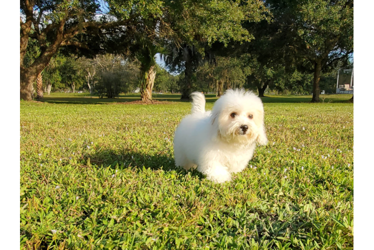 Meet Denise - our Poochon Puppy Photo 5/6 - Florida Fur Babies