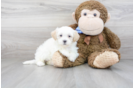 Meet Aiden - our Shih Poo Puppy Photo 1/3 - Florida Fur Babies