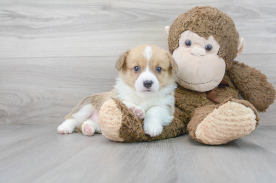 8 week old Pembroke Welsh Corgi Puppy For Sale - Florida Fur Babies
