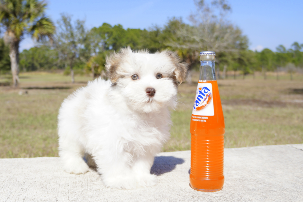 Meet Einstine - our Havanese Puppy Photo 3/5 - Florida Fur Babies