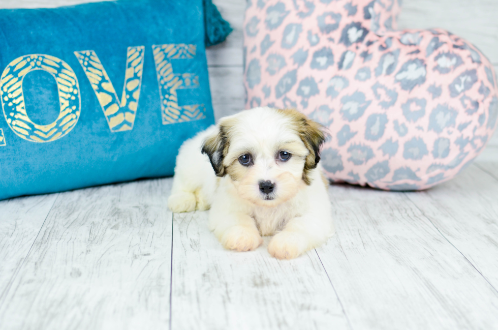 Meet  Milo - our Teddy Bear Puppy Photo 5/8 - Florida Fur Babies