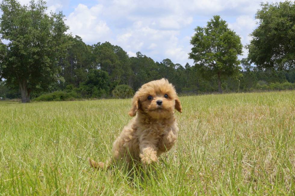 Meet Beauty - our Cavapoo Puppy Photo 1/6 - Florida Fur Babies