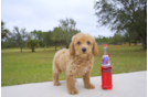 Meet Cedar - our Cavapoo Puppy Photo 3/3 - Florida Fur Babies