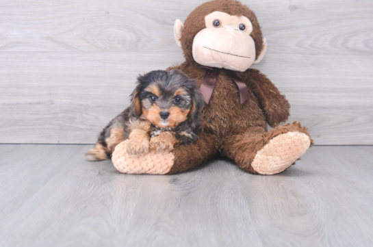 13 week old Cavapoo Puppy For Sale - Florida Fur Babies