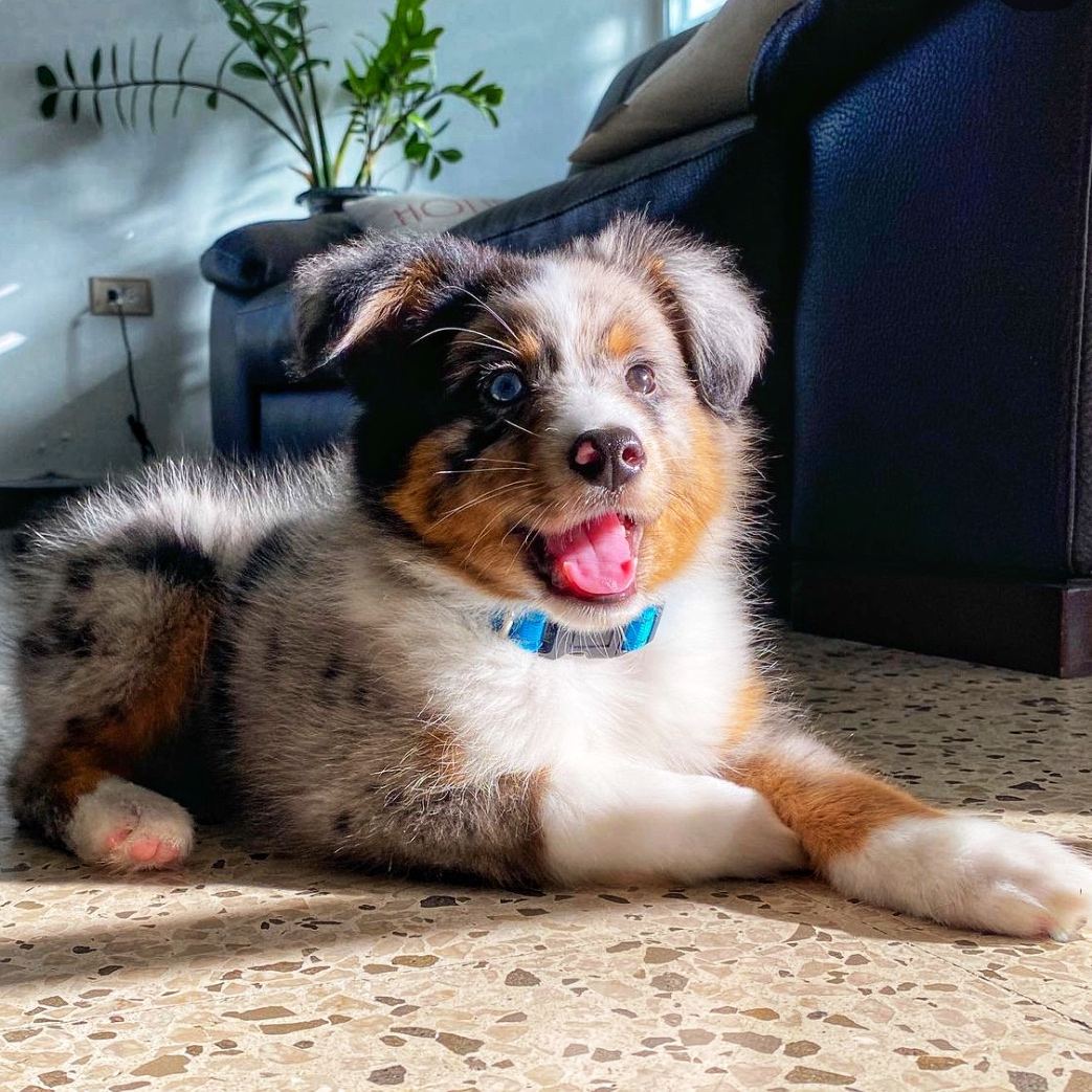 mini australian shepherd for sale