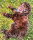 Cute Mini Aussiedoodle Pup Cute Mini Aussiedoodle Pup
