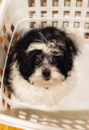 Puppy For Sale - Florida Fur Babies Puppy For Sale - Florida Fur Babies