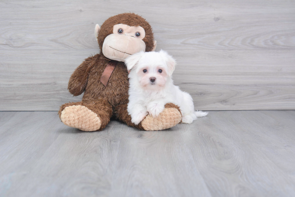 Meet Casper - our Maltese Puppy Photo 1/2 - Florida Fur Babies