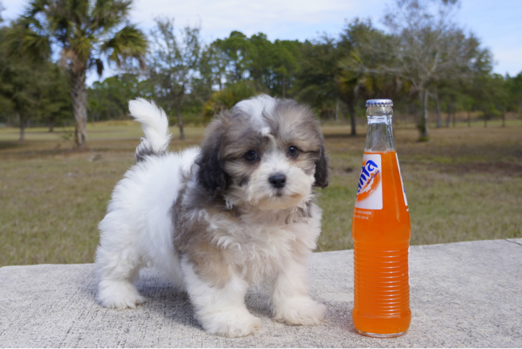 Meet Zeda - our Teddy Bear Puppy Photo 3/3 - Florida Fur Babies
