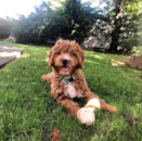 Puppy For Sale - Florida Fur Babies Puppy For Sale - Florida Fur Babies