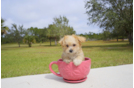 Meet Clove - our Morkie Puppy Photo 3/5 - Florida Fur Babies