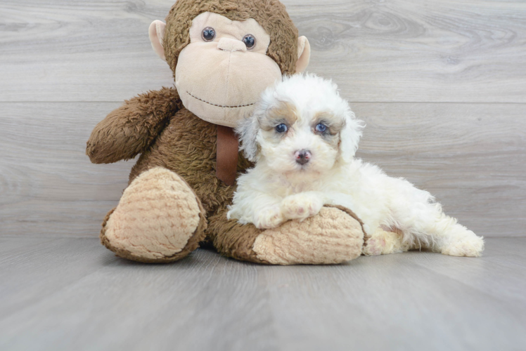 Meet Dora - our Mini Bernedoodle Puppy Photo 1/3 - Florida Fur Babies
