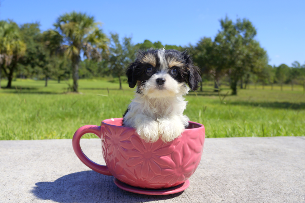 Meet Loui Queen - our Cavachon Puppy Photo 1/2 - Florida Fur Babies
