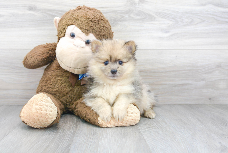 Meet Kenan - our Pomeranian Puppy Photo 1/3 - Florida Fur Babies