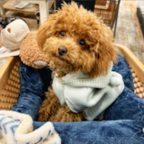 Cute Poodle Purebred Pup Cute Poodle Purebred Pup