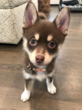 Cute Pomsky Designer Pup