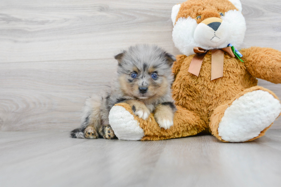 Meet Gala - our Pomsky Puppy Photo 2/3 - Florida Fur Babies