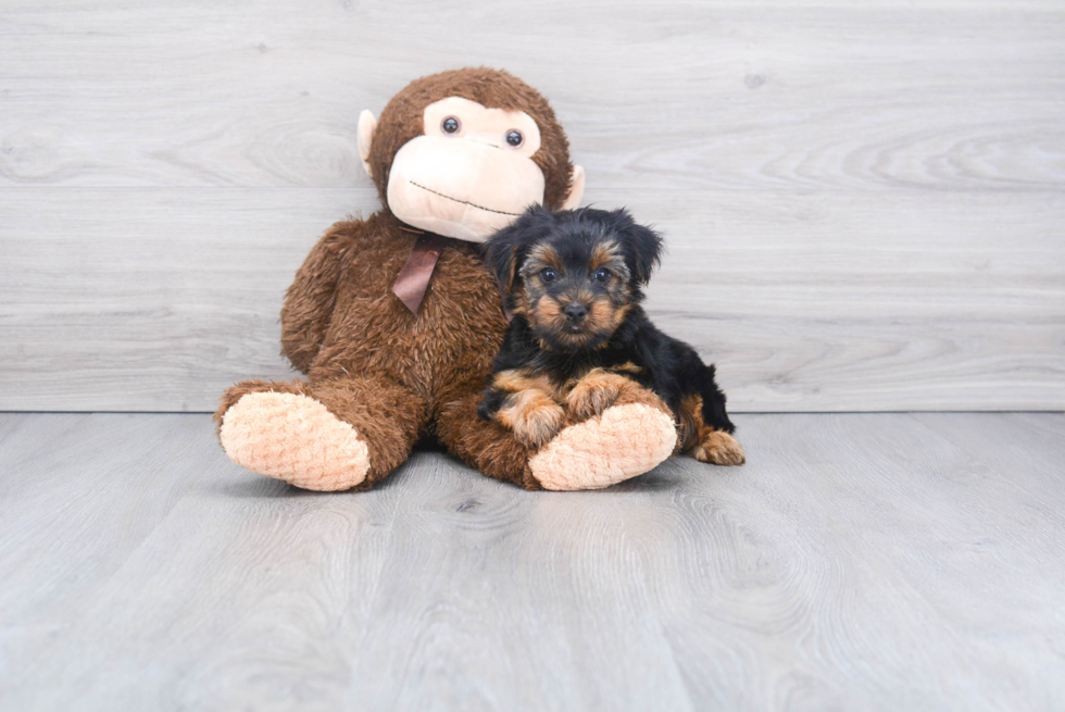 Meet Timmy - our Yorkshire Terrier Puppy Photo 1/2 - Florida Fur Babies
