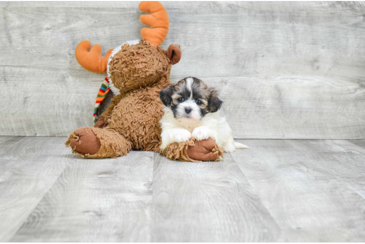 Meet  Candy - our Teddy Bear Puppy Photo 2/5 - Florida Fur Babies