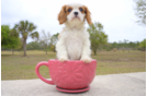 Meet Dean - our Cavalier King Charles Spaniel Puppy Photo 2/3 - Florida Fur Babies