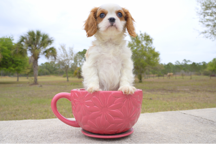 Meet Dean - our Cavalier King Charles Spaniel Puppy Photo 2/3 - Florida Fur Babies