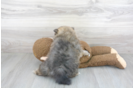 Meet Gwyneth - our Pomeranian Puppy Photo 3/3 - Florida Fur Babies