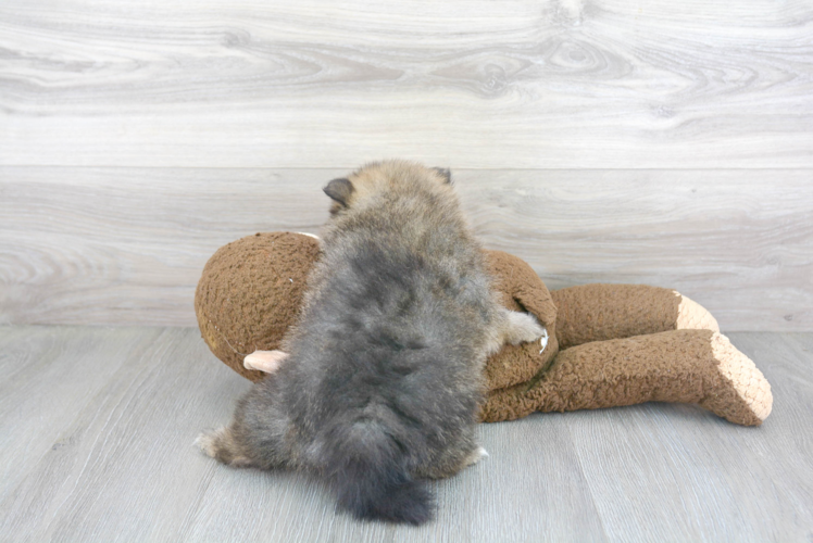Meet Gwyneth - our Pomeranian Puppy Photo 3/3 - Florida Fur Babies