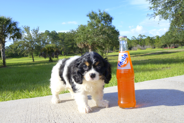 Meet Sophia  - our Cavachon Puppy Photo 3/3 - Florida Fur Babies