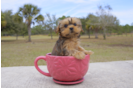 Meet  Amber  - our Shorkie Puppy Photo 2/2 - Florida Fur Babies