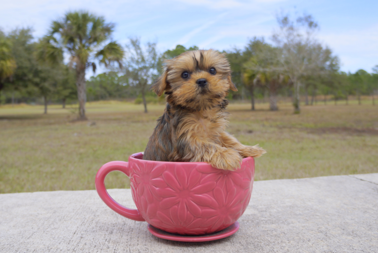 Meet  Amber  - our Shorkie Puppy Photo 2/2 - Florida Fur Babies