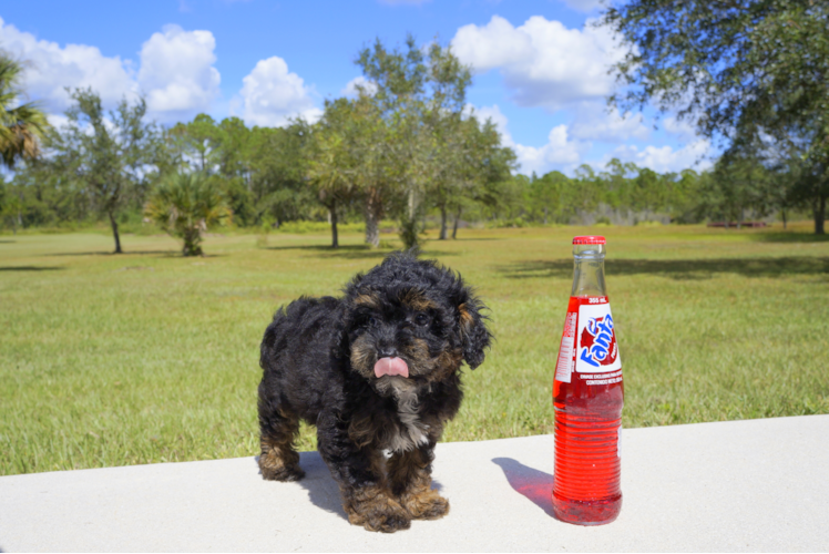 Meet Sadie - our Yorkie Poo Puppy Photo 2/3 - Florida Fur Babies