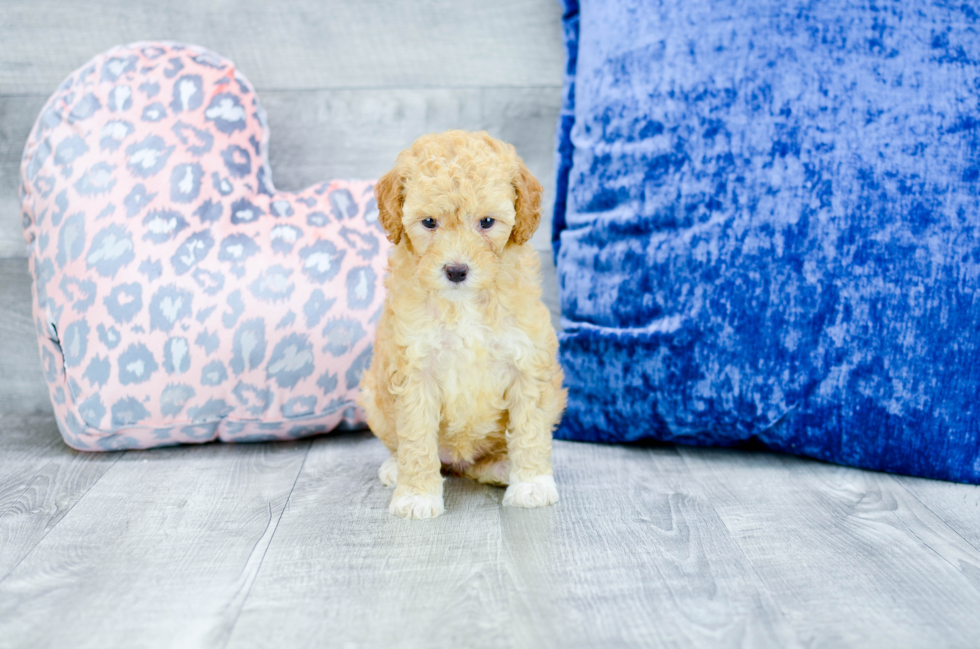 Meet  Frieda - our Mini Goldendoodle Puppy Photo 3/3 - Florida Fur Babies