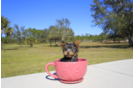 Meet Koal - our Yorkshire Terrier Puppy Photo 3/4 - Florida Fur Babies