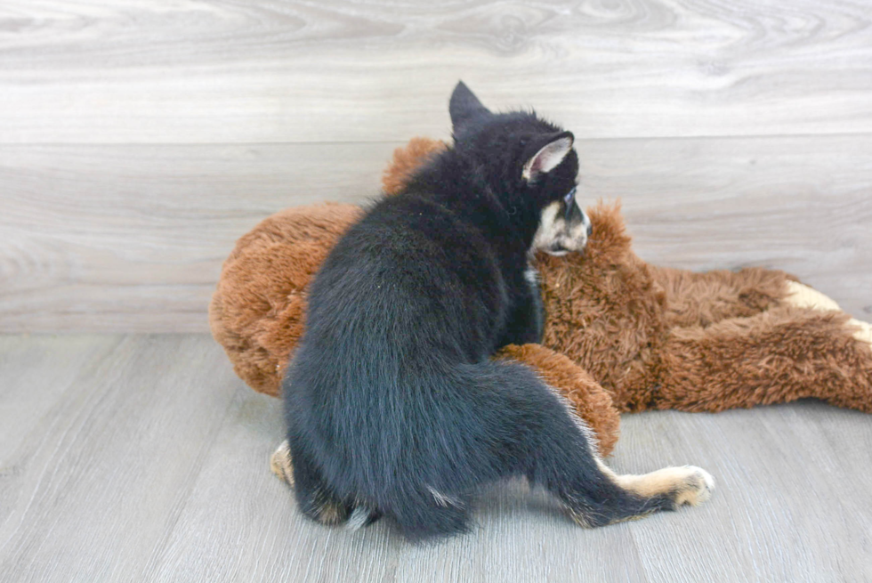 Meet Leonidas - our Pomsky Puppy Photo 3/3 - Florida Fur Babies