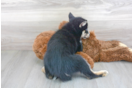 Meet Leonidas - our Pomsky Puppy Photo 3/3 - Florida Fur Babies