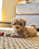 Cute Maltipoo Poodle Mix Pup Cute Maltipoo Poodle Mix Pup