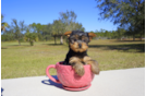 Meet Lilou - our Yorkshire Terrier Puppy Photo 1/2 - Florida Fur Babies