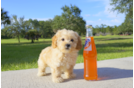 Meet Chase - our Maltipoo Puppy Photo 1/3 - Florida Fur Babies