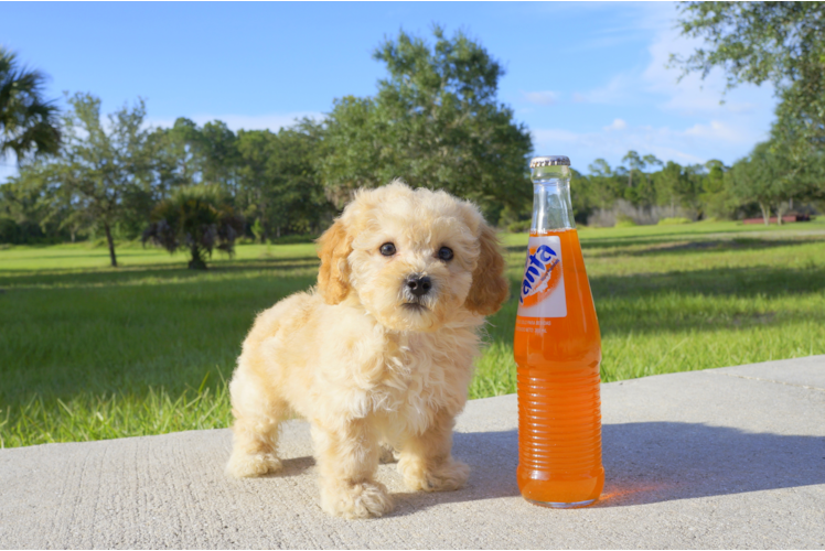 Meet Chase - our Maltipoo Puppy Photo 1/3 - Florida Fur Babies