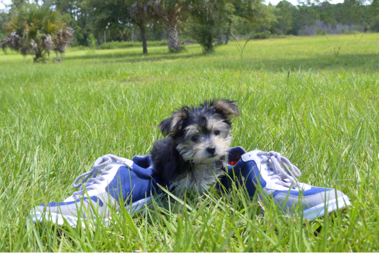 Meet Magnus - our Morkie Puppy Photo 3/4 - Florida Fur Babies
