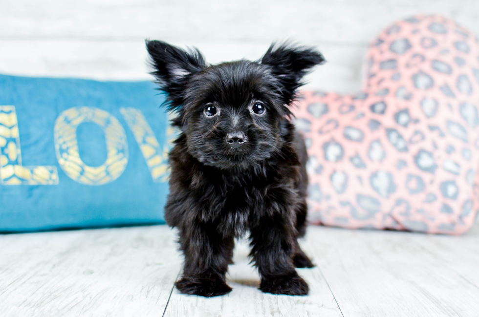 Meet  Luna - our Morkie Puppy Photo 3/4 - Florida Fur Babies