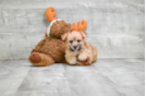 Meet Harry - our Morkie Puppy Photo 2/3 - Florida Fur Babies