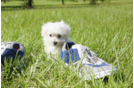 Meet  Victoria - our Maltese Puppy Photo 4/4 - Florida Fur Babies