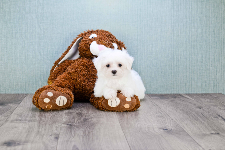 Meet Summer - our Maltese Puppy Photo 1/3 - Florida Fur Babies