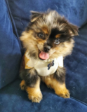 Cute Pomeranian Pup Cute Pomeranian Pup