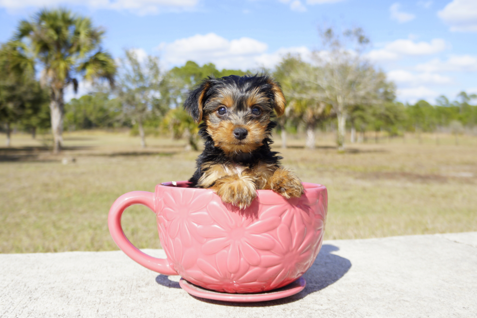 Meet Brody - our Yorkshire Terrier Puppy Photo 2/2 - Florida Fur Babies