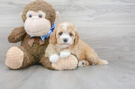 21 week old Cavapoo Puppy For Sale - Florida Fur Babies