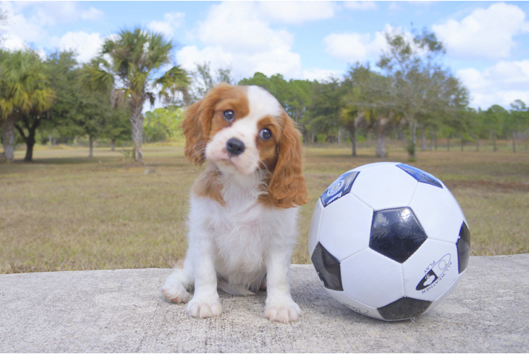 Meet Ginger - our Cavalier King Charles Spaniel Puppy Photo 1/3 - Florida Fur Babies