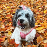 Cute Poochon Poodle Mix Pup Cute Poochon Poodle Mix Pup